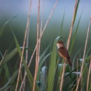 FC Sinsheim Oechsner Petra Maria 04.jpg